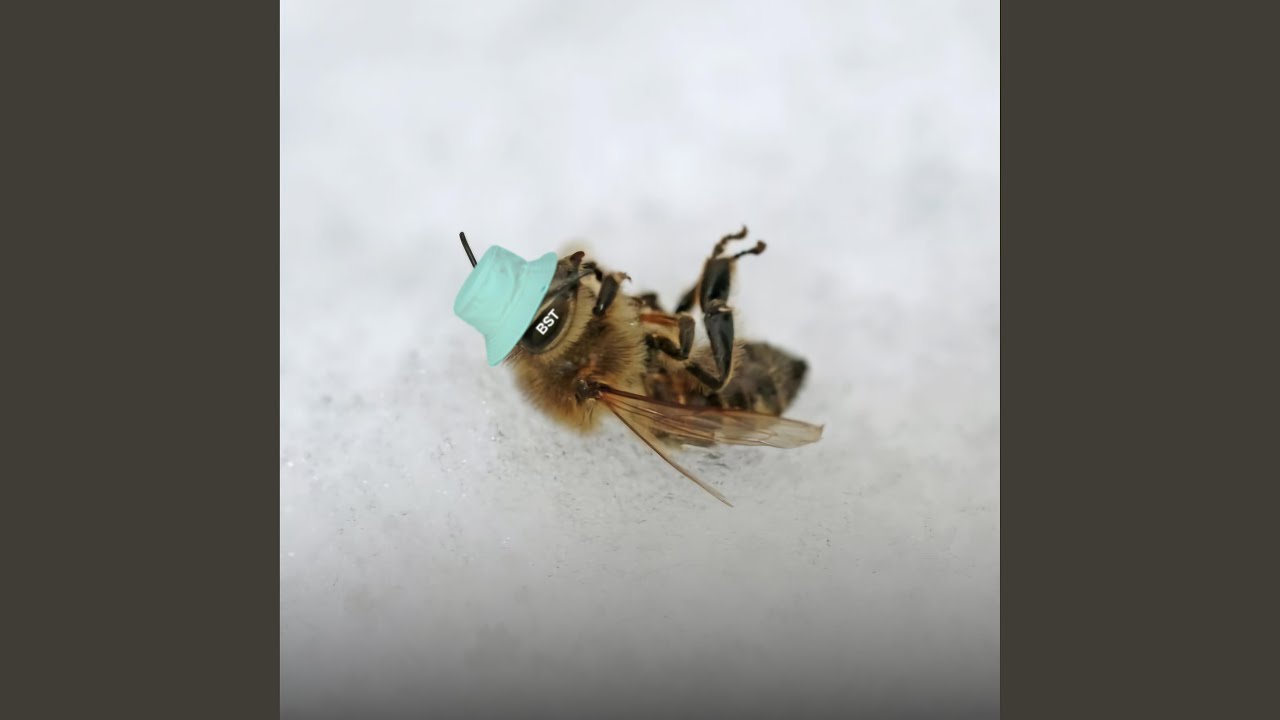 Nostalgia Ultra (BST+