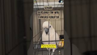 Sehari Bersama Tim Wru Evakuasi Kakatua Di Sedati sidoarjo satwa bksda wildlife animals uhuy