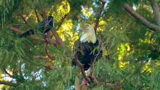 Birds Of Florida ...So Far