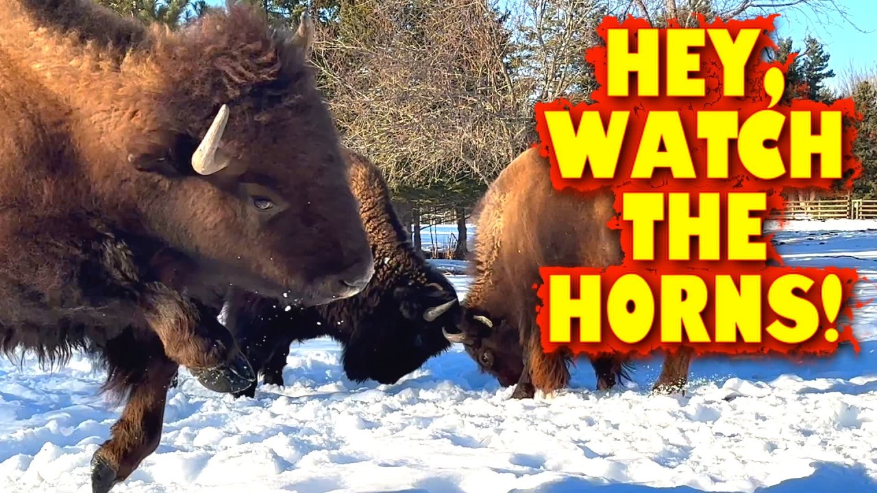 Бойкий бизон потерпел поражение!