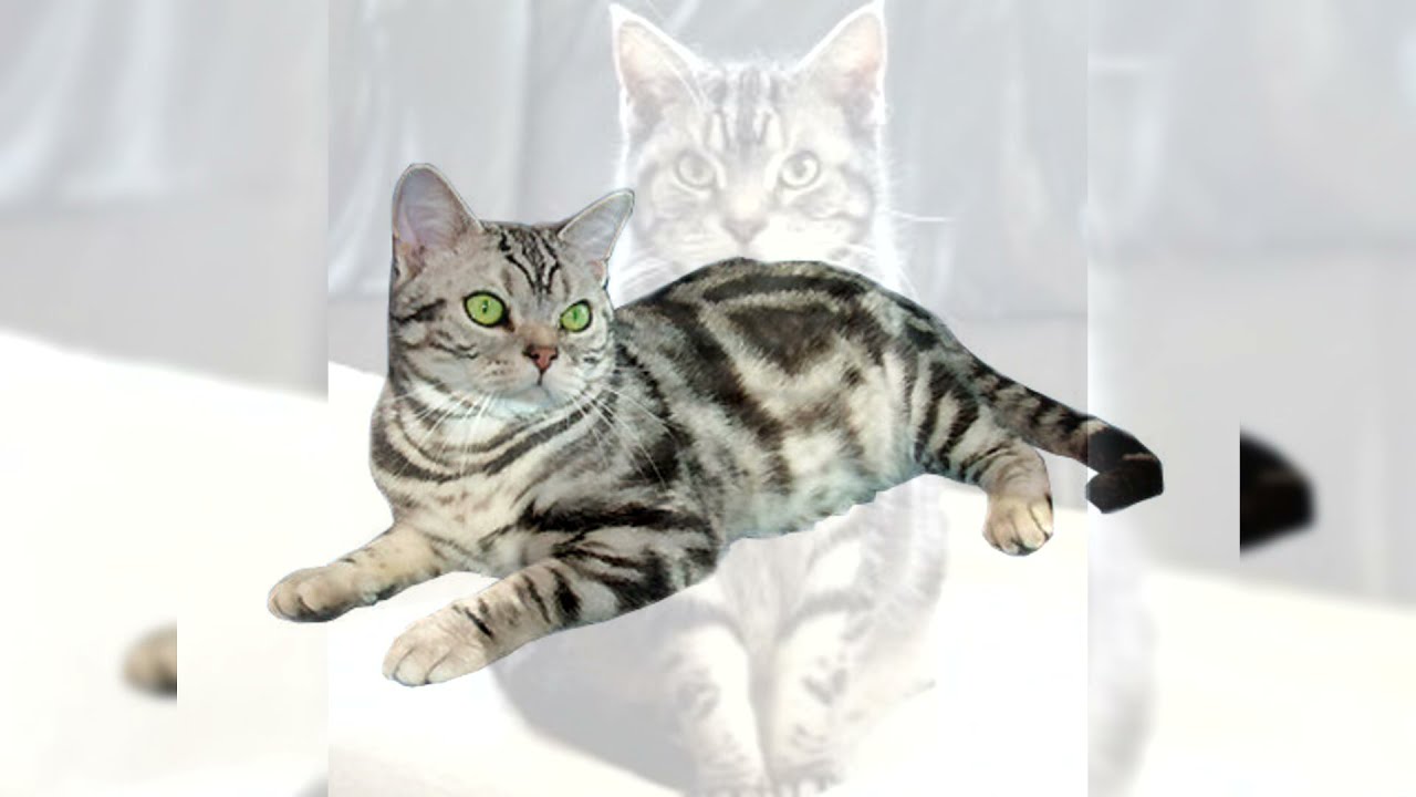 Американская короткошёрстная кошка. Плюсы и минусы, Цена, Как выбрать, Факты, Уход, История