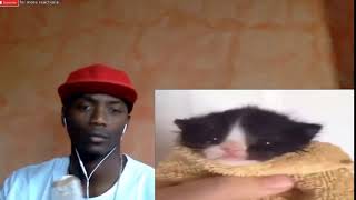 Lets Go... Crazy Dave Vs Cat Part 2