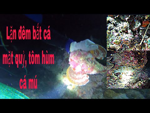 Video Nghề lặn biển, lặn đêm Hoàng Sa bắt cá mặt quỷ, tôm... - youtube