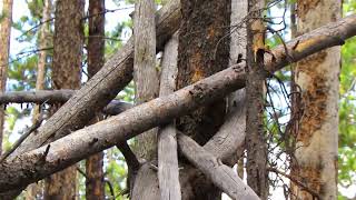 Download Lagu Camper Spots Bigfoot Watching Him near Roubideau Canyon MP3