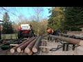 Building a shed out of Green lumber direct from the forest. A logging, sawing, and building video