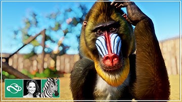 🦓 Mandrills Habitat | Let