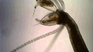 Feeding Hydra 3