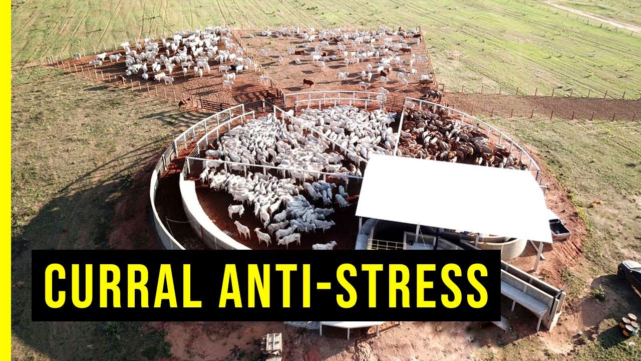 Veja todos os detalhes do Curral Anti-Stress