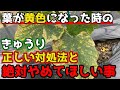 【きゅうり】葉が黄色くなったら必ずするべきことと、やってはいけないことを解説します。【家庭菜園】