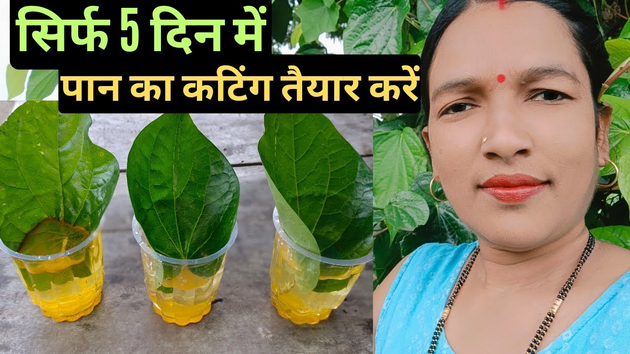 सिर्फ 5 दिन में पान का कटिंग तैयार करें।Betel leaves cutting of growing.