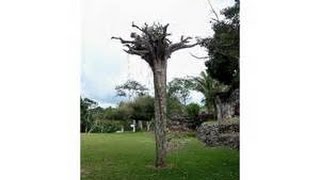 upside down trees and GRIMM FILMING LOCATIONS!