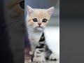 little Cat Effect 😺🥰
