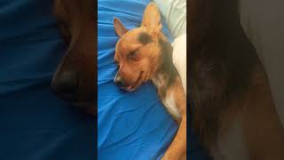 Loca always sleeps in her own unique way #dog #doglife #dogshorts #dogsleeping #localove