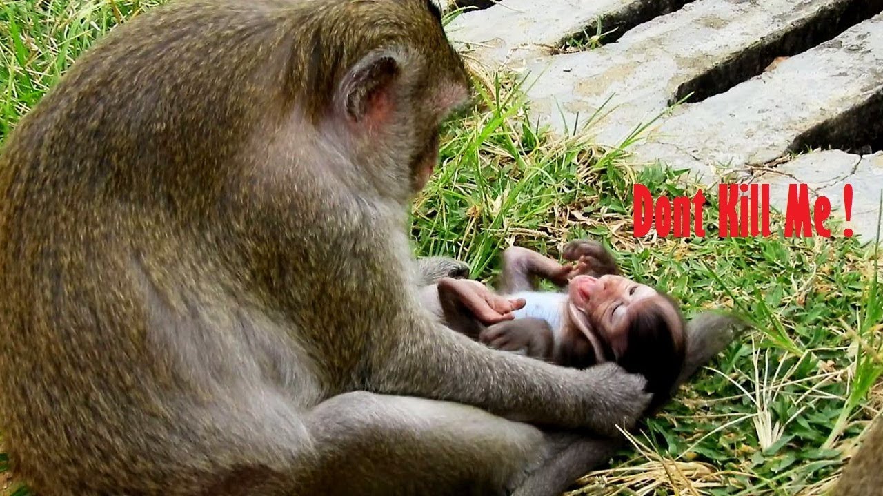 foundry Lizzy Stopping Milk To Lizza Cute Baby/ Lizza Is Very Small Baby Why Mom Weans To Her