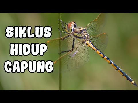 Video: Apa Yang Dimakan Oleh Capung?