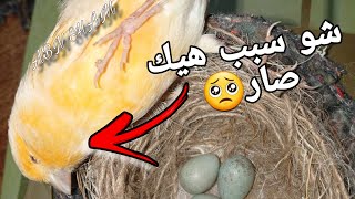 وقفت عن إنتاج الكناري شو السبب : التوضيح داخل الفيديو ....(مؤثر)🥺