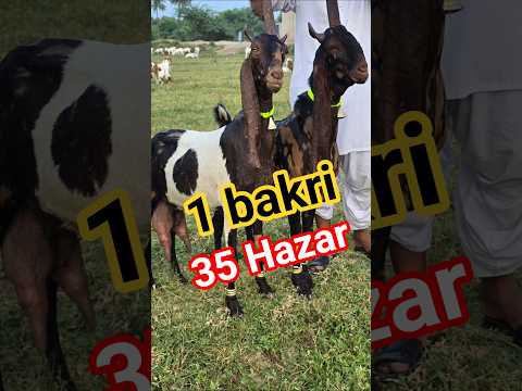 jyada dudh Dene wali Bakri 35000 #viralvideo #goat #sabirgoatfarm #goatfarming