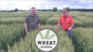 Wheat School: Learning from 2021 winter wheat planting