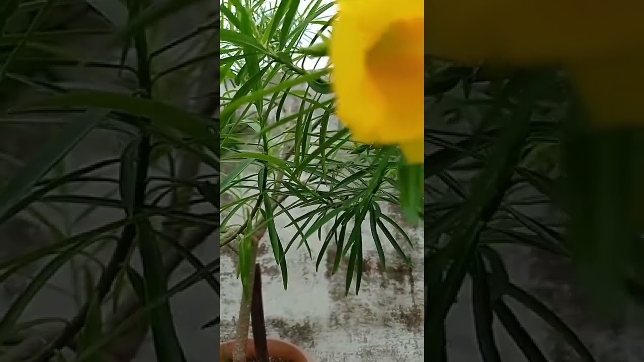 grow yellow oleander on pot | Kaner |Cascabela thevetia | the deep root | 