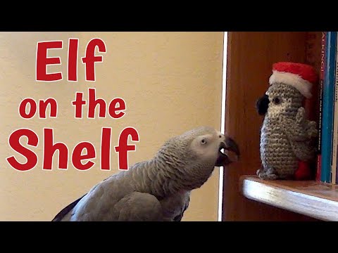 einstein-parrot-talks-to-the-elf-on-the-shelf