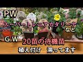 【２０苗　待機苗のご紹介】【PWスーパートレニアカタリーナ購入】ゴールデンウィークのお庭