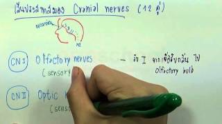 ormBio SE : ระบบประสาท (Nervous System) ตอน04