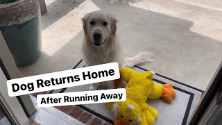 Dog Returns Home After Running Away
