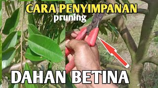 petani bijak akan melakukan ini durian musang king cepat  besar berbuah @masagrochannel3134