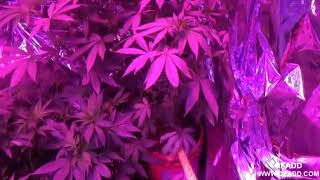 LED Grow Lights,marijuana,pot,cannabis,hemp indoors growing