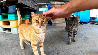 漁港の野良猫に近づいたら最初は逃げたけど撫でられに来るようになった