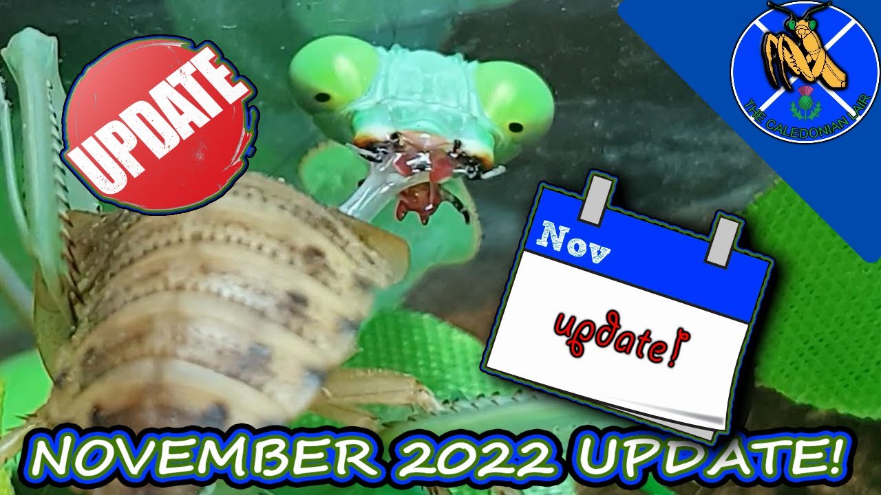 NOVEMBER 2022 UPDATE on our ANIMALS! - YouTube