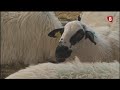 33ª Feria de ganado ovino de raza churra
