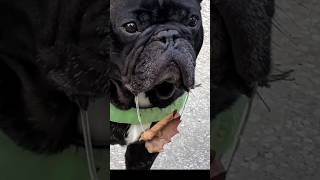 Funny Dogs #dogs #dogshorts #funny #funnydogs  #doglife #viraldogs