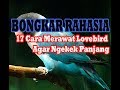 Rahasia Agar Burung Lovebird Ngekek Panjang