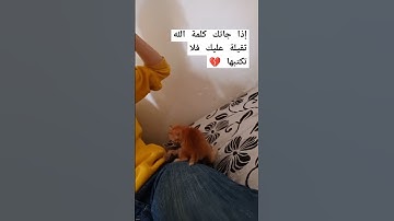 تلاوة عطرة تقشعر منها الأبدان راحة نفسية القرآن الكريم القارئ الجزائري عبد العزيز سحيم راحة نفسية