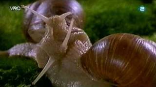 Microcosmos L peuple de I' Herbe 1996 