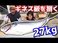 超巨大！！27㎏のヒラマサを捌いてみんなでBBQ！ の動画、YouTube動画。