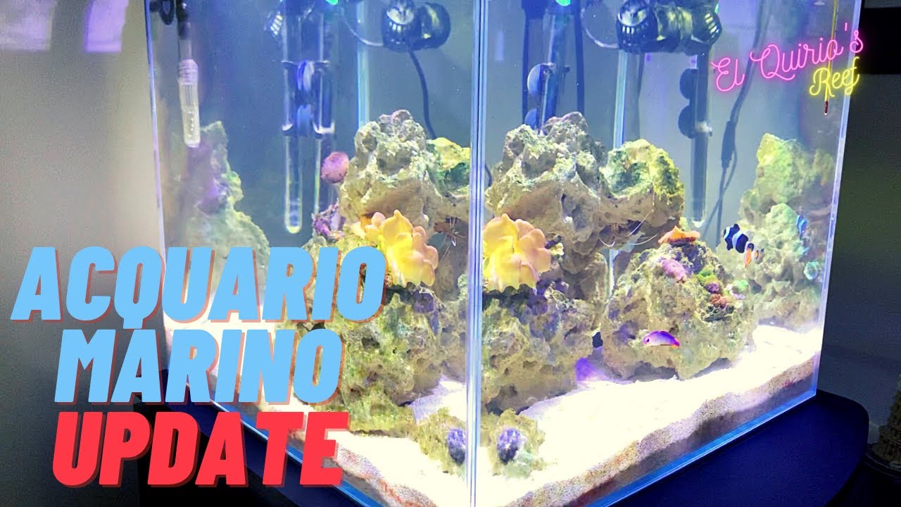#13 Lotta ai cianobatteri e nuovi coralli - Update - Il mio acquario ...