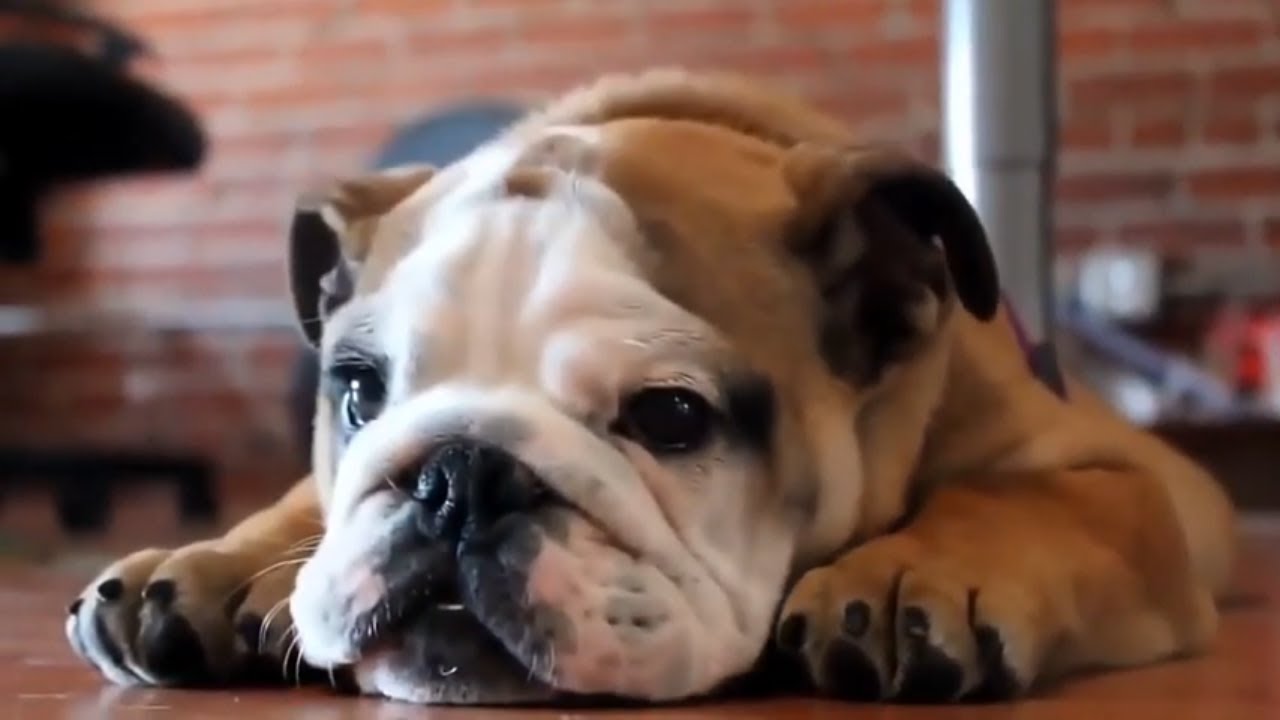 Funny Bulldogs YouTube