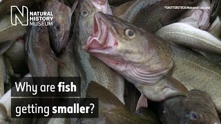 Why are fish getting smaller? | Natural History Museum