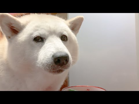 飯直前に大好きな母が帰ってきた時の柴犬がクッソ可愛いww