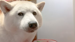 飯直前に大好きな母が帰ってきた時の柴犬がクッソ可愛いww