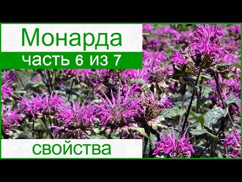 🌸 Лечебные свойства монарды и противопоказания