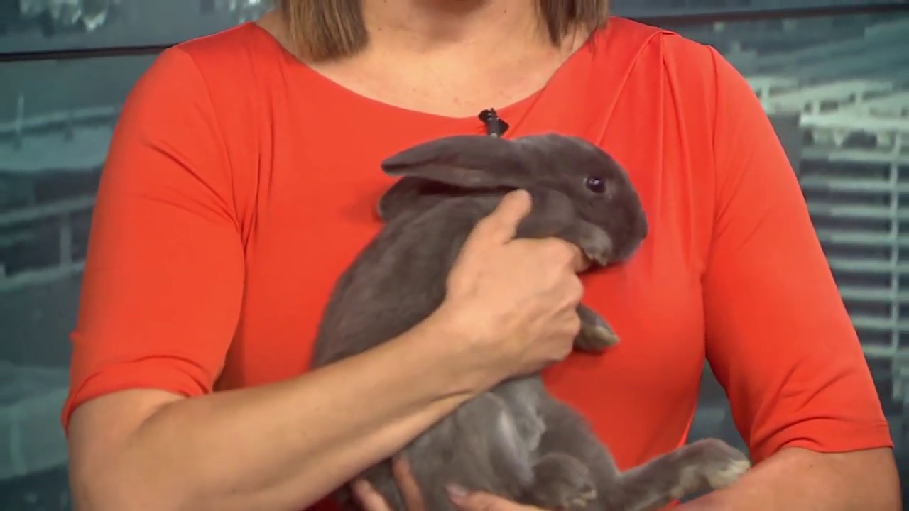 Henderson Animal Shelter joins in 'Clear the Shelters' initiative