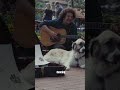My pup would love it if you listened and pre-saved this song  🖤🎶 #originalsong #singersongwriter￼
