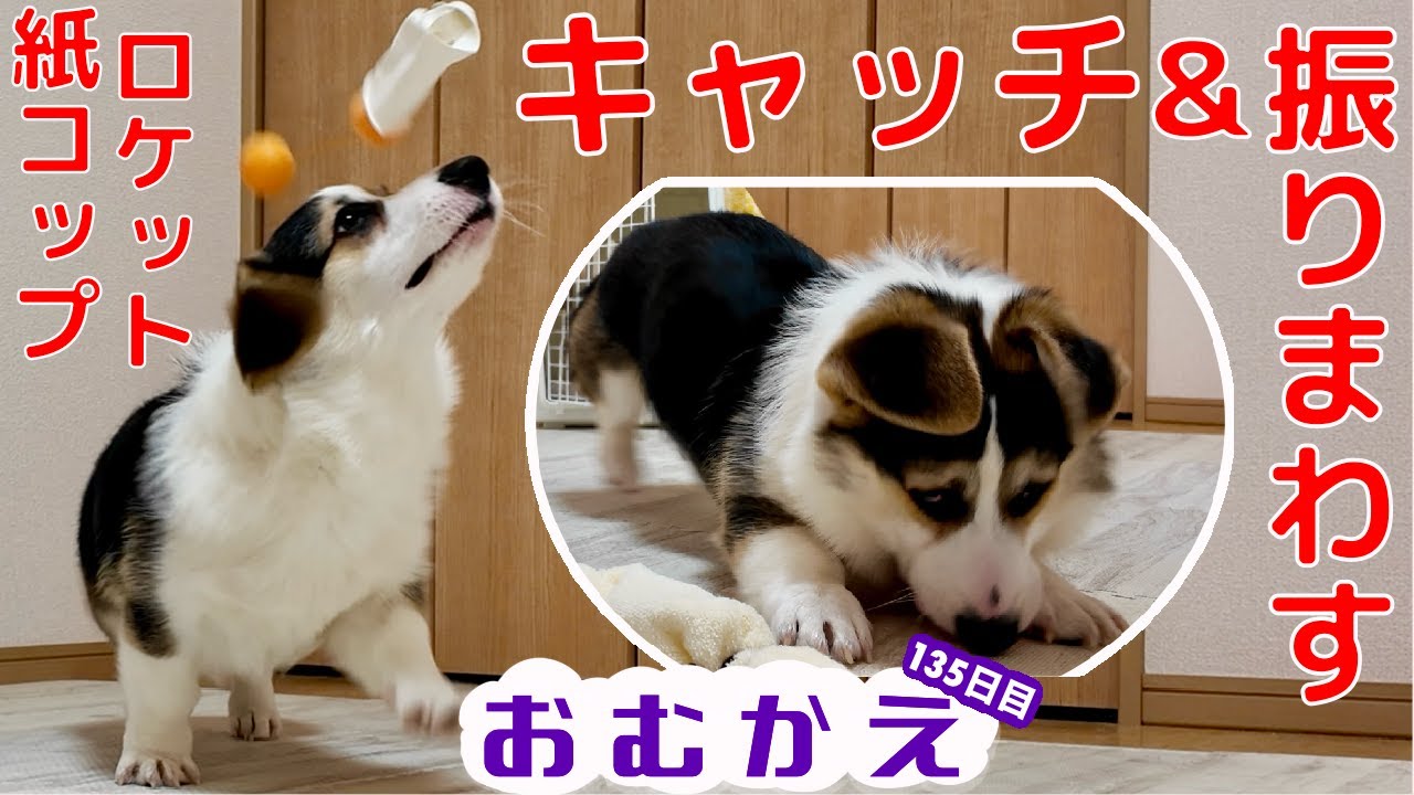 【コーギー】カラーボールで遊んでから紙コップで作ったロケットをキャッチアンド振り回す！【生後六ヶ月のコーギー】