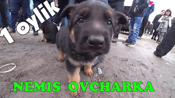 Ozbek porno erotika Jenny Greg barcha porno