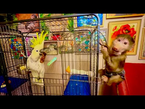 Жора ТАК КРАСИВО ТАНЦУЕТ для Киры, а Маня в это время самым наглым образом у нее ПИОНЭРИТ еду)))