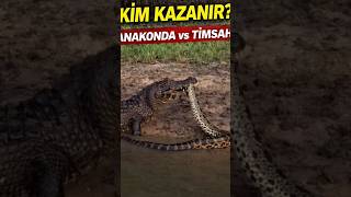 Anakonda vs Timsah | Sessiz Ölümün Savaşı 🐍🐊