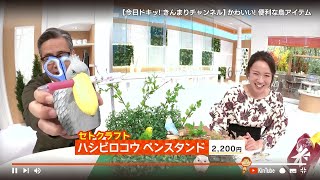 きんまりチャンネル「あつまれ きんまりの森  鳥(チョー) かわいいアイテム集めてみた」2021年10月8日放送